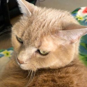 Meet your Posher, Sheryl